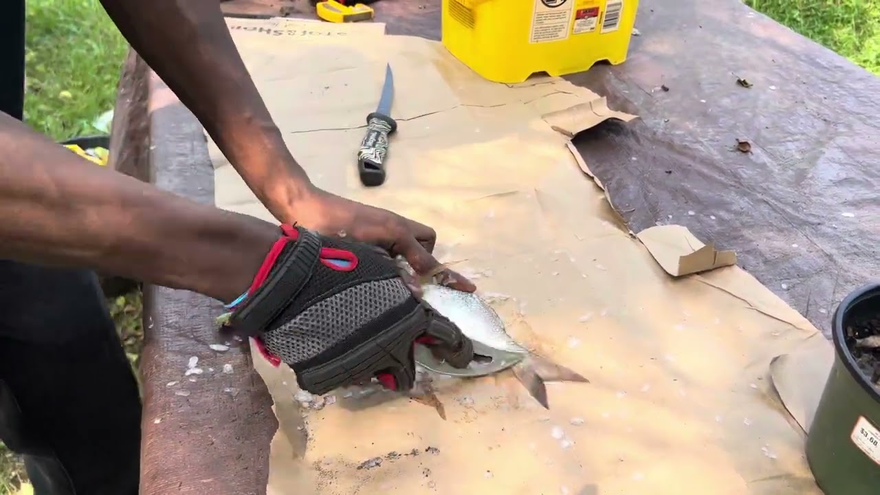 How to clean a Porgy whole!! (Super fast method)