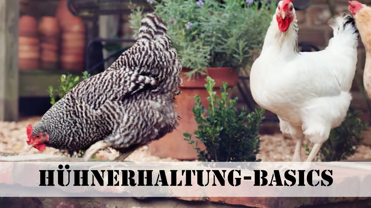 Tipps f&uuml;r Anf&auml;nger: H&uuml;hner halten