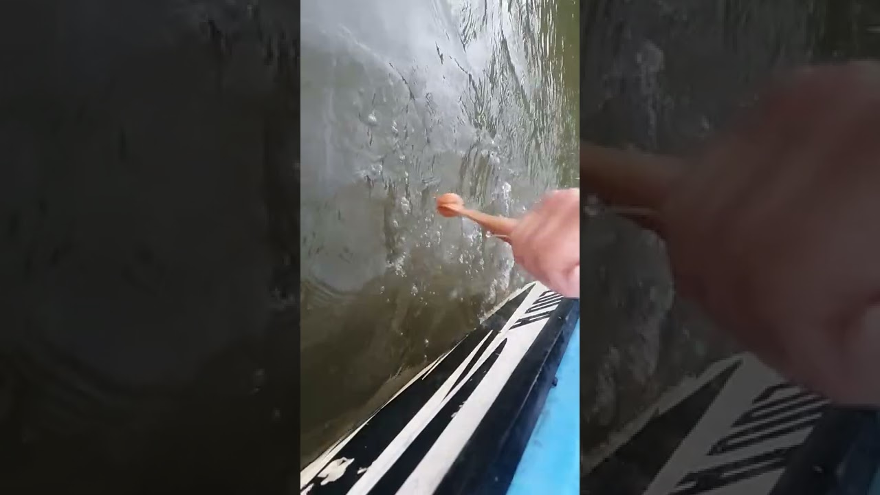 Kako se koristi bucka (buckanje soma) clonk catfish