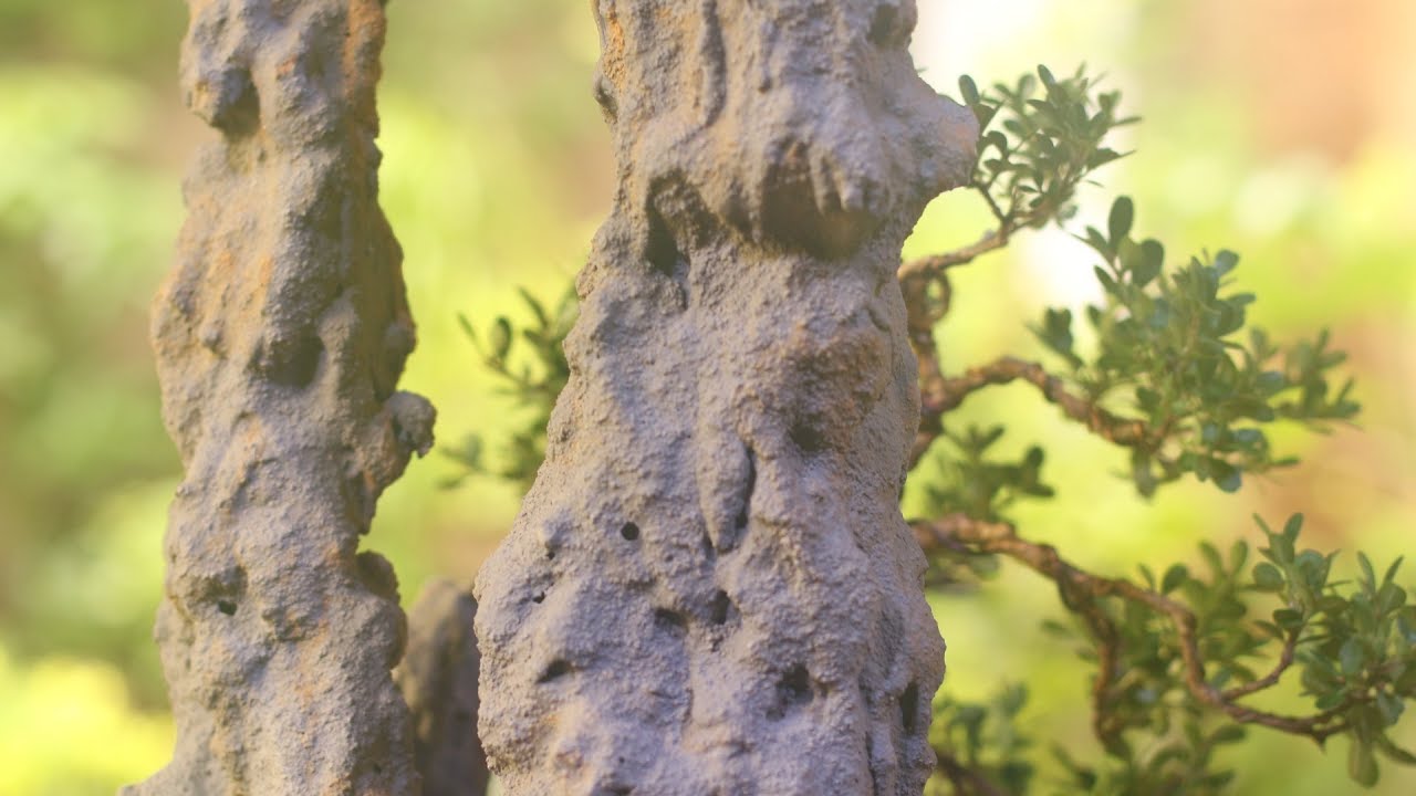 Três Picos (Penjing - Buxus Sempervirens) vídeo 1