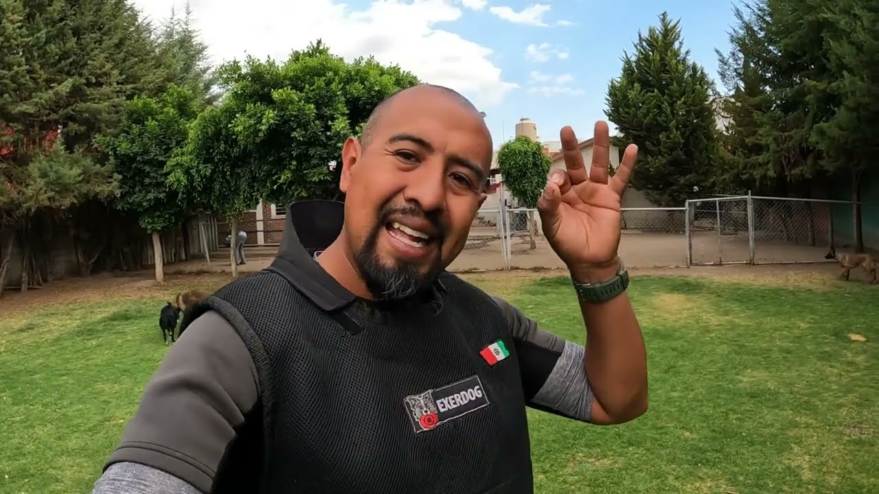 Pastor Belga con agresion por MIEDO