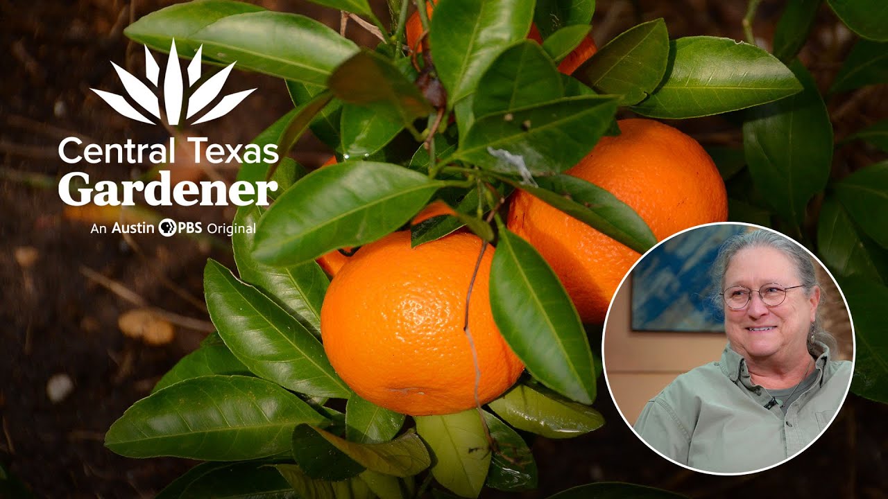 Citrus Tips for Central Texas: Backbone Valley Nursery