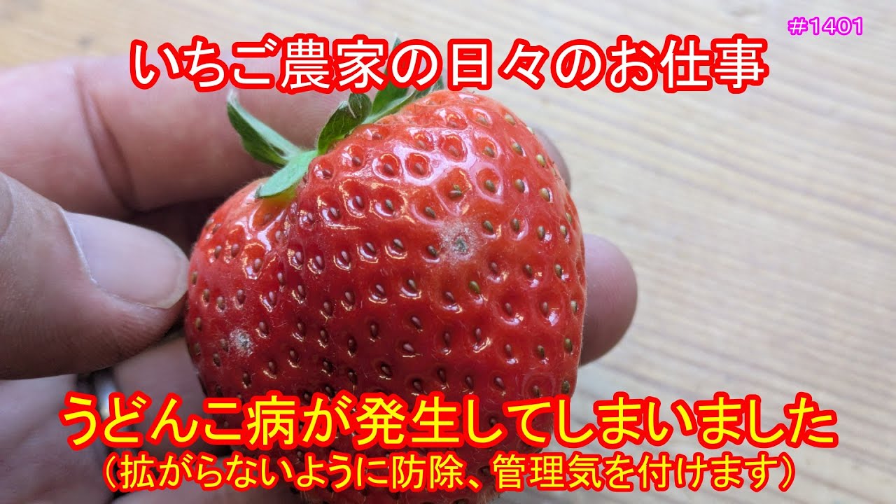 うどんこ病が発生してしまいました（拡がらないように防除、管理気を付けます）　いちご農家の日々のお仕事　＃１４０１