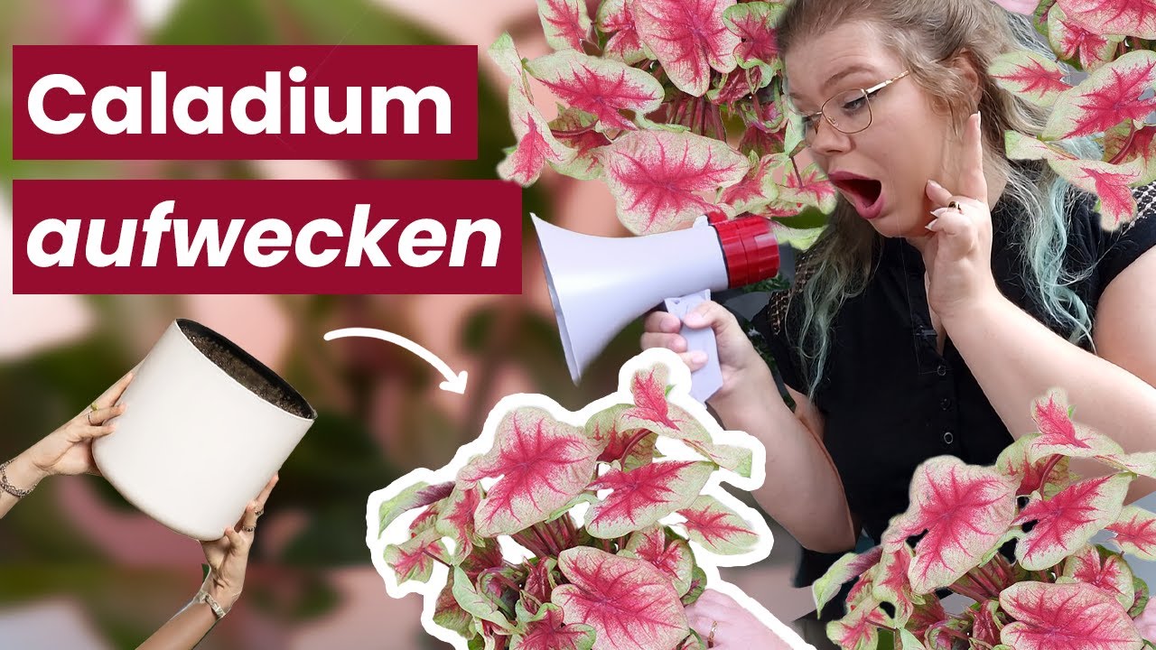 Caladium entwintern 🌱 So erweckst du die Ph&ouml;nixpflanze zum Leben! 🐲