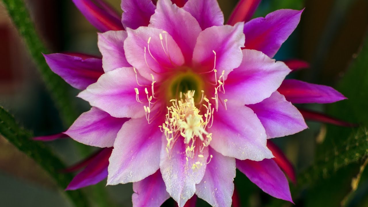 Donde COMPRAR esquejes de CACTUS EP&Iacute;FITOS. Venta de esquejes epiphyllum online. COMPRAR cactus flor