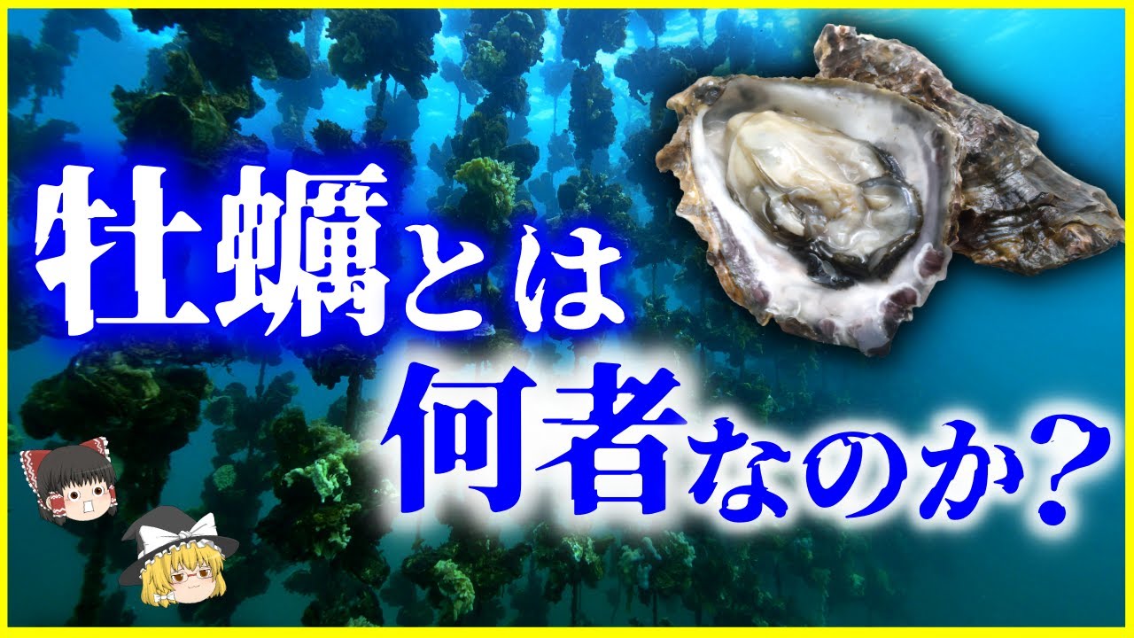 【ゆっくり解説】1時間で10Lの海水を●●⁉「牡蠣」とは何者なのか？を解説/未だ謎が多い海のミルクの生態とは