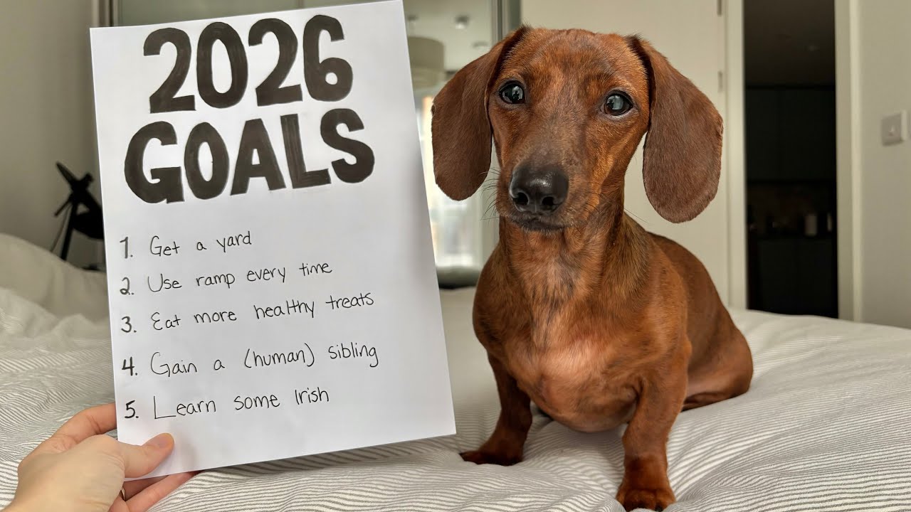 New year's resolutions for a mini dachshund!