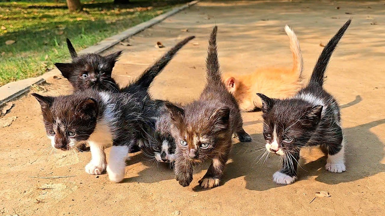 Kittens Left by the Roadside Find Rescue, Warmth, and a Happy New Beginning 🐱💖🐾