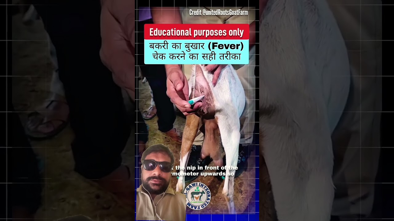 Goat 🐐 Fever 🤒 #goat #animals #cow #news #fever #goatfarming #vet #goatfever #trending #bull