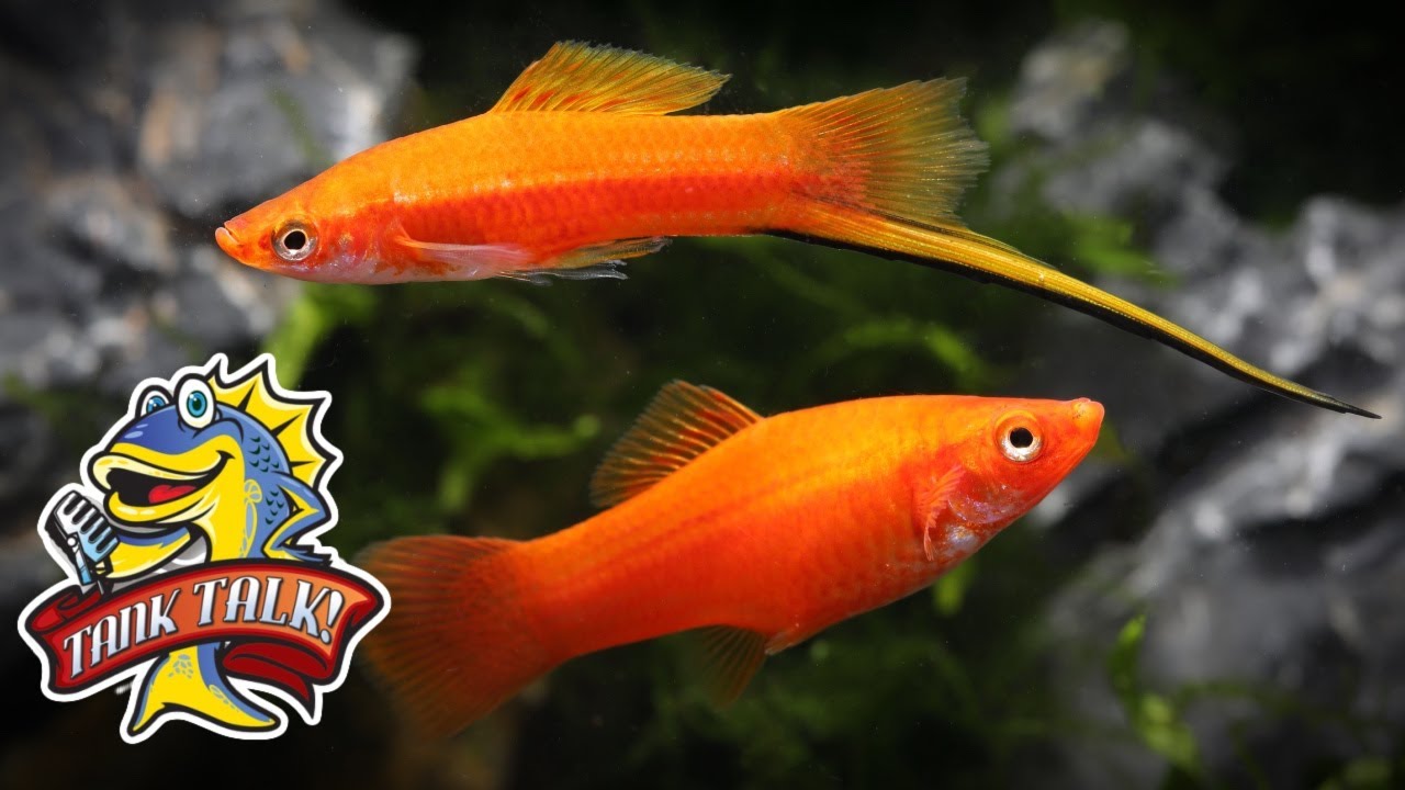 Master Breeder Rick Borstein Decodes Live Bearer Fish Keeping