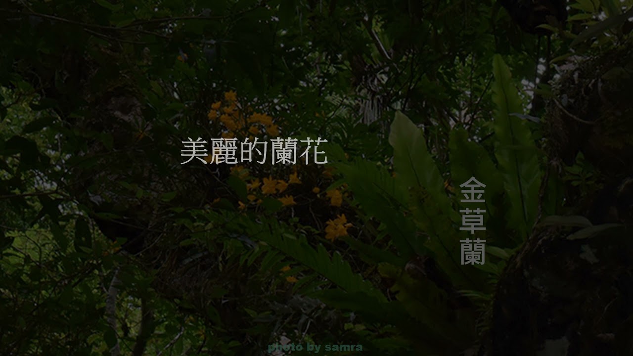臺灣野生蘭