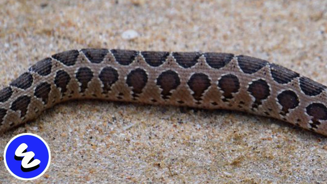 ULAR INI LEBIH BERBAHAYA DARI KING COBRA - MENGAPA !