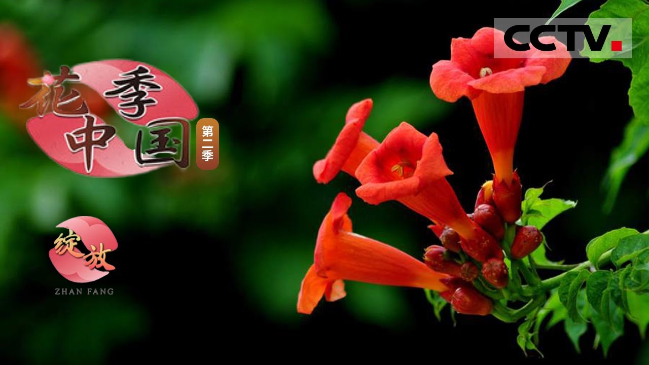 《花季中国》第二季 第一集 傲雪独立的梅花  “攀援高手”凌霄花 在四季轮回中点缀着属于它们的人生色彩！【CCTV纪录】