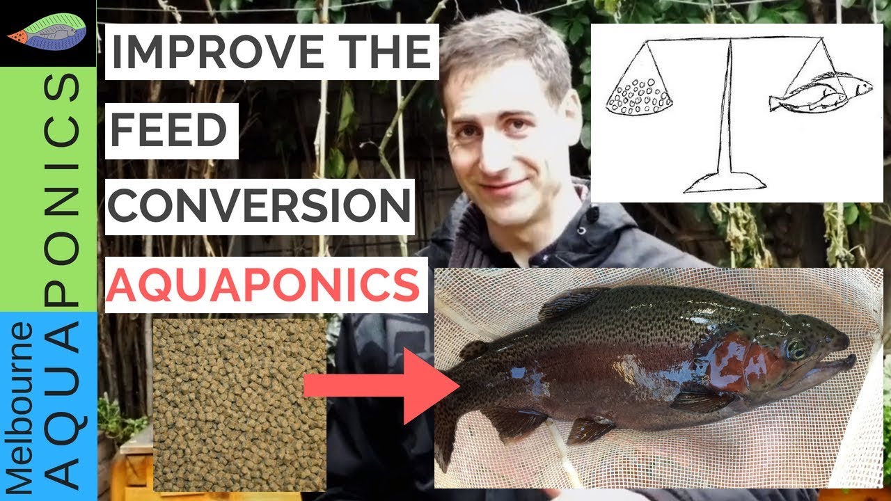 Produce more fish with less feed...