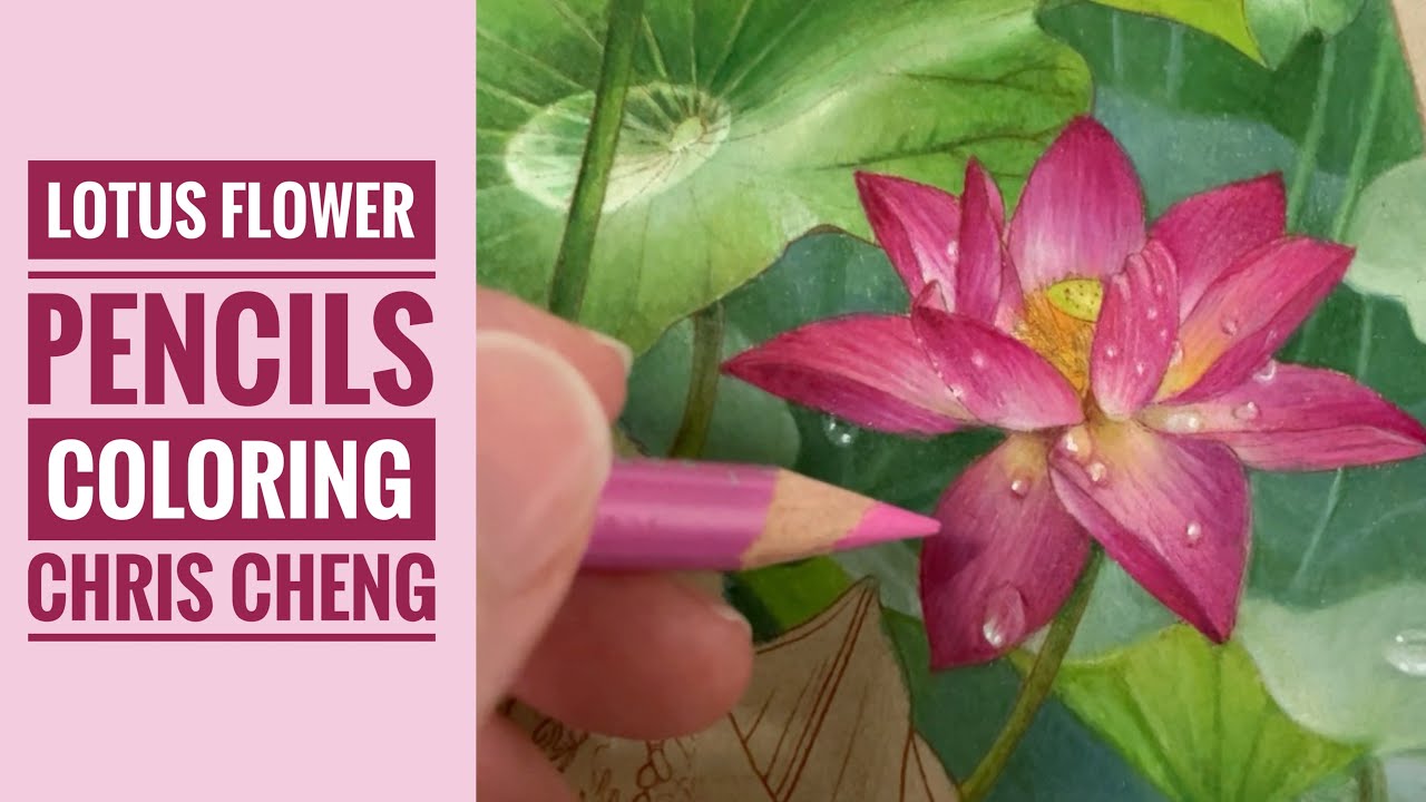 LOTUS FLOWER Pencils Coloring | Part 2 - From 