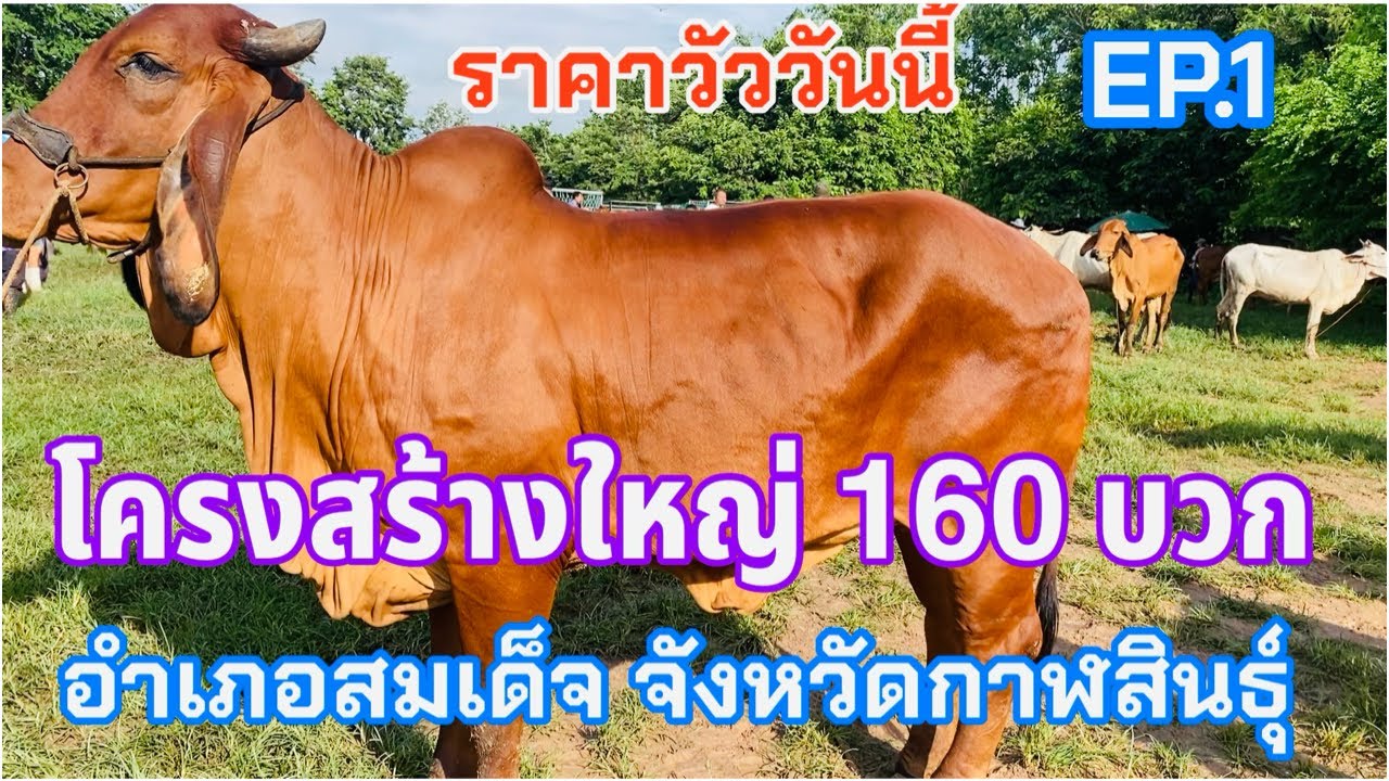 EP.1 #ราคาวัววันนี้ 31 ส.ค. 2568 #ตลาดวัวอำเภอสมเด็จจังหวัดกาฬสินธุ์ #บราห์มันแดงโครงสร้างใหญ่ๆ