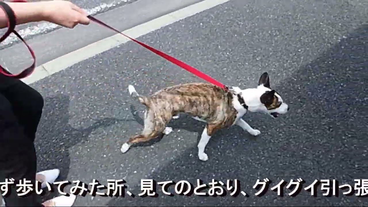 グイグイ引っ張る。引っ張り癖の犬・ビフォーアフター