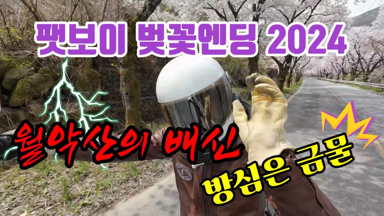 #할리데이비슨 #팻보이 월악산 벚꽃을 찾아라/솔투의 단점(2024년 4월10일)