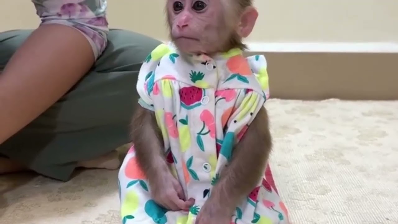 Funny Monkey Videos Ep121#lovely #cute #adorable #newborn #animals  #obedient #monkey#cat #duet