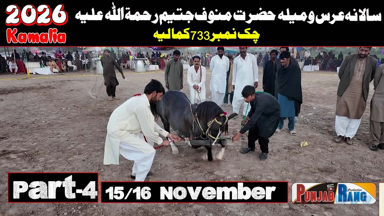 Horse Dance Mela Manoof Jateem l 15 November 2025 l Chako No 733 Manoof Jateem  Kamaliya  Part -4