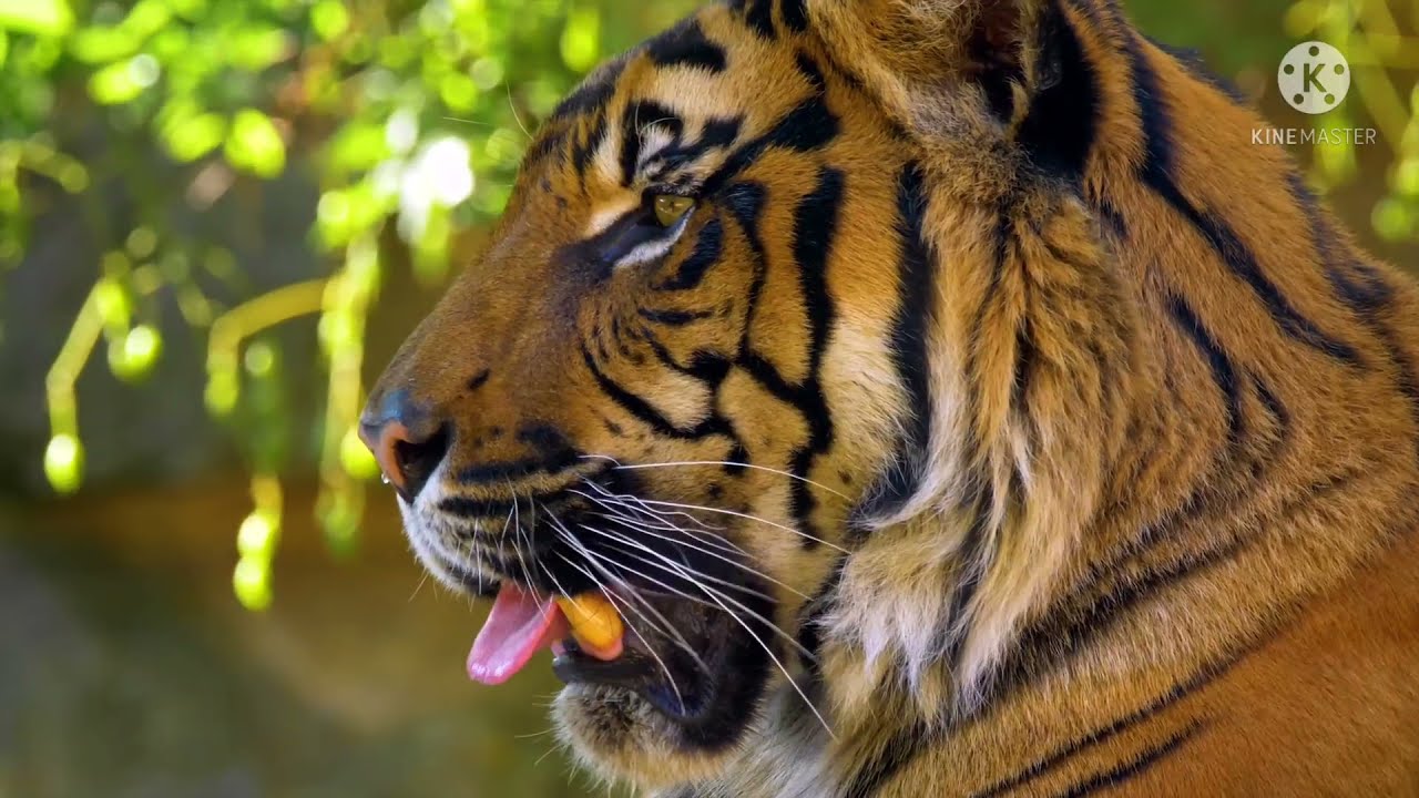 International Tigers Day🐯|| World Tiger Day Status 2021 || Save Tigers🐅|| Global Tigers Day ||