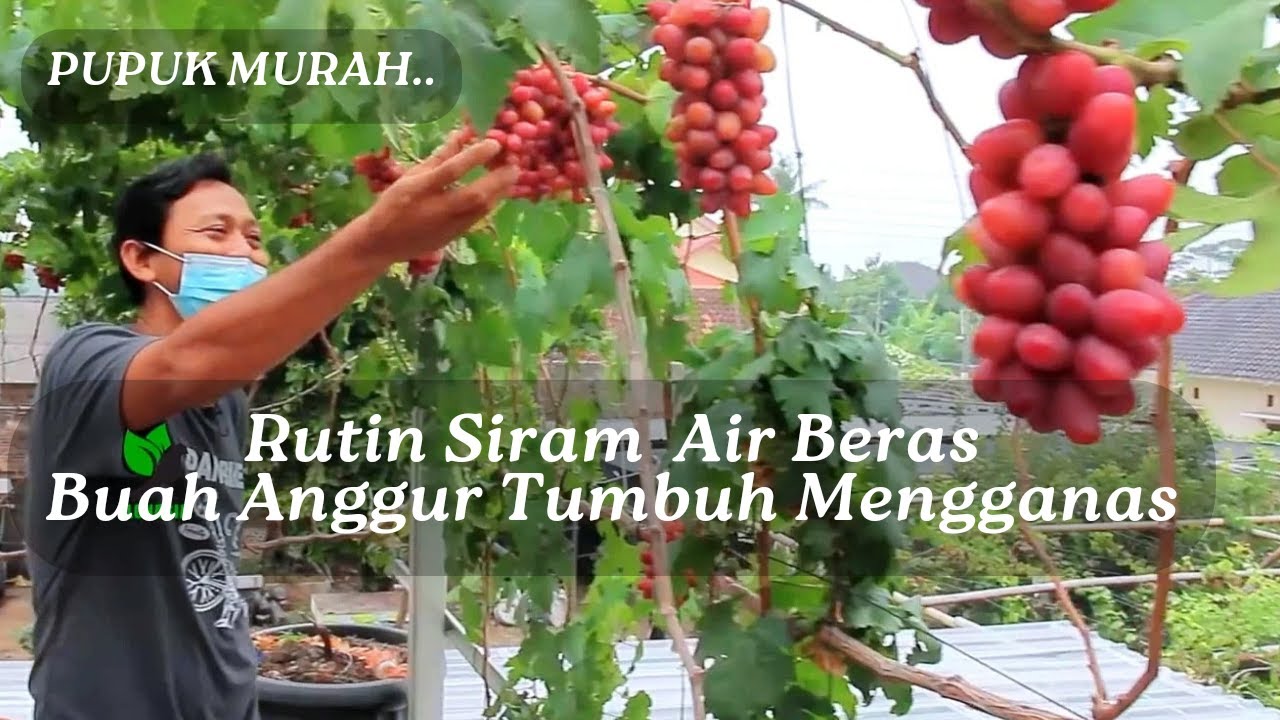 Siram Air Beras & Air Daging, Buah Anggur Bikin Merinding