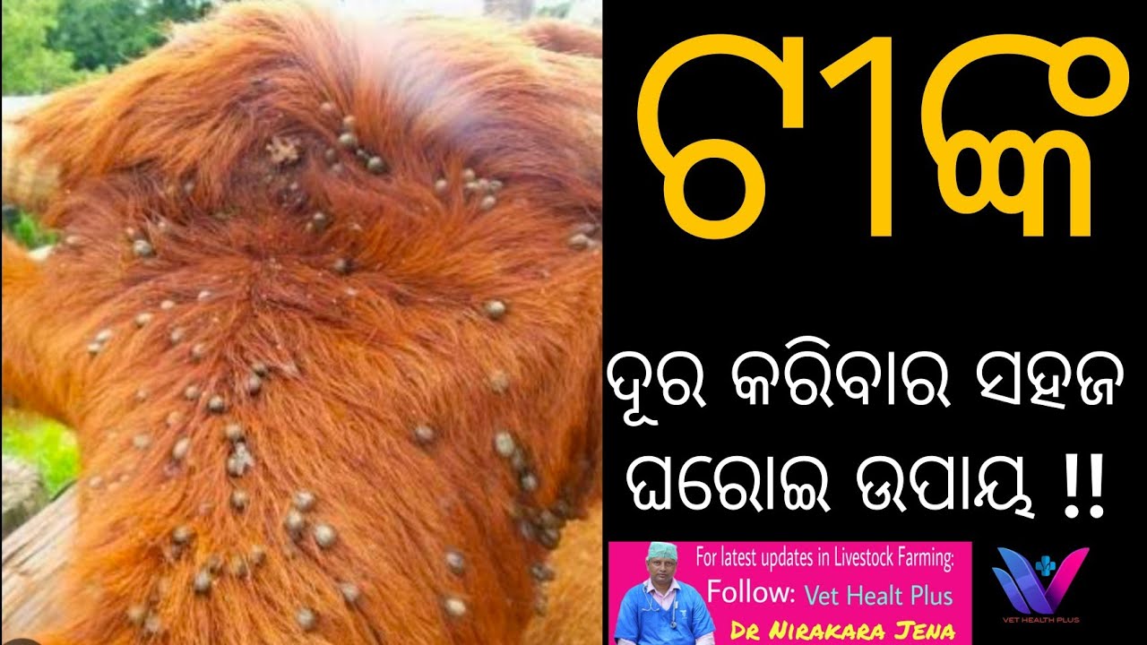 ଗୃହପାଳିତ ପ୍ରାଣୀଙ୍କୁ ଟୀଙ୍କ ନ ହେବାର ଘରୋଇ ଉପାୟ ! Ectoparasite Eradication Livestock ! Dr Nirakara Jena