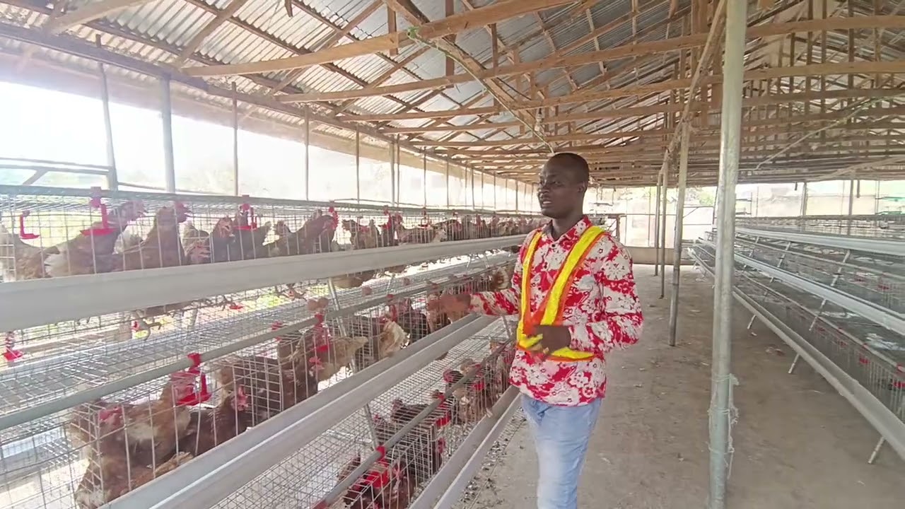 Commercial Poultry Cages
