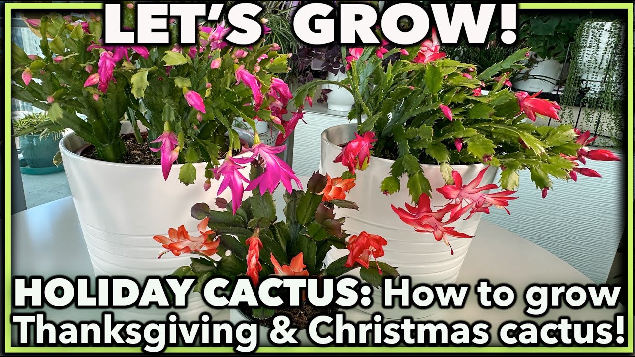 HOW TO GROW HOLIDAY CACTUS