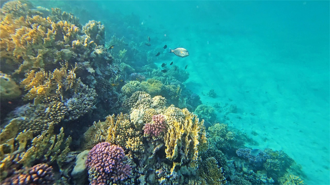 Red Sea Egypt 2026