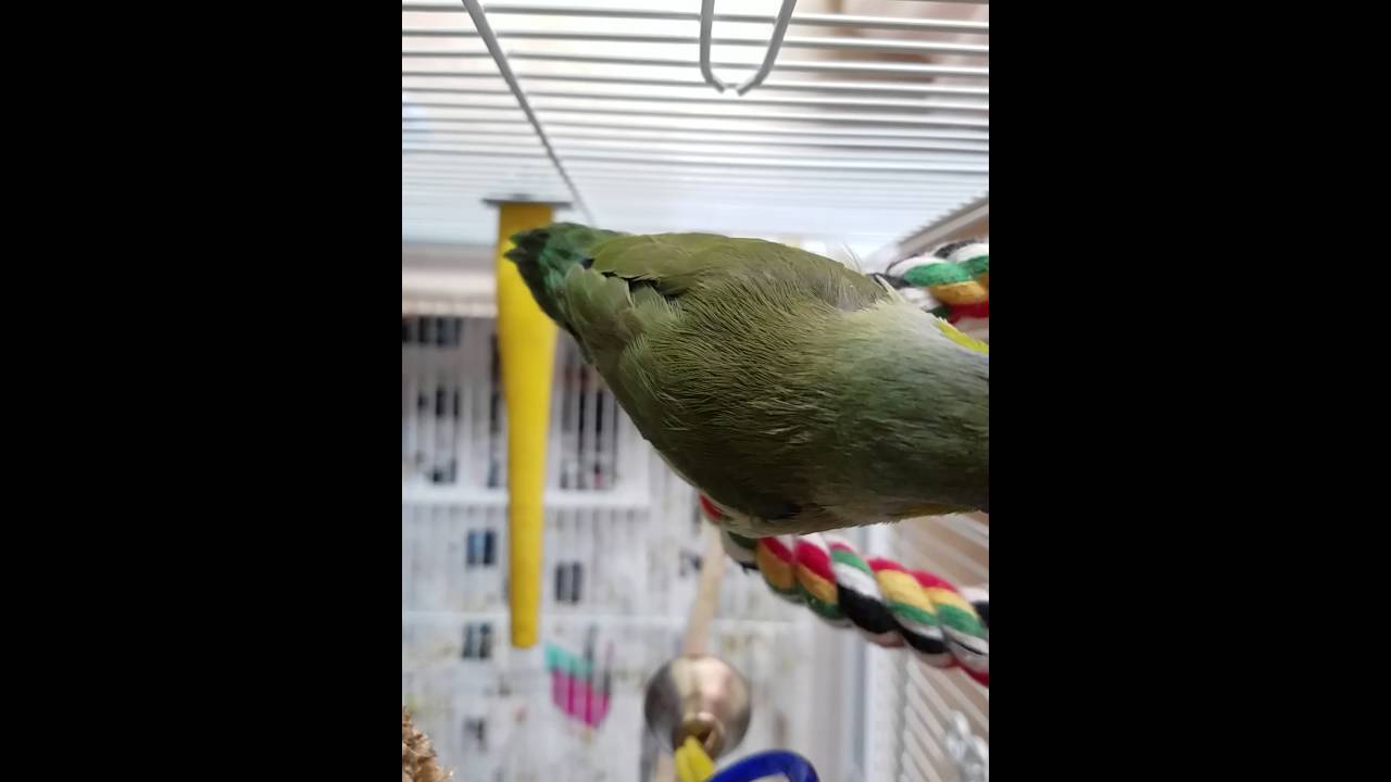 8.5 week Parrotlet , singing to himself.