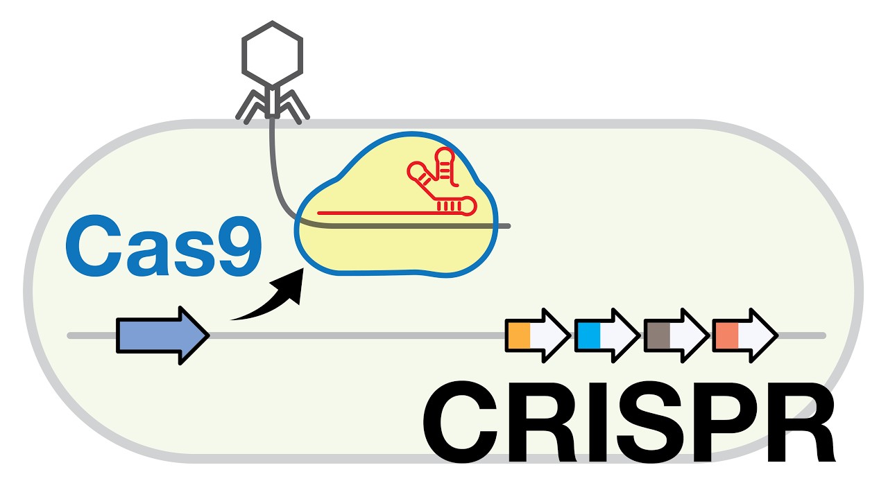CRISPR-Cas9-mediated Adaptive Immunity Mechanism in Bacteria [3 Steps of CRISPR-Cas system]