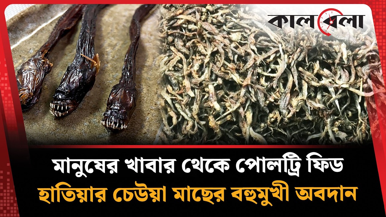 হাতিয়ার ছোট মাছে কোটি টাকার ব্যবসা | Kalbela News