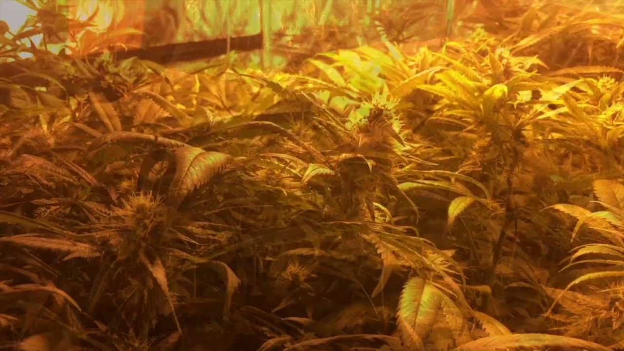 Bio Sannie USA