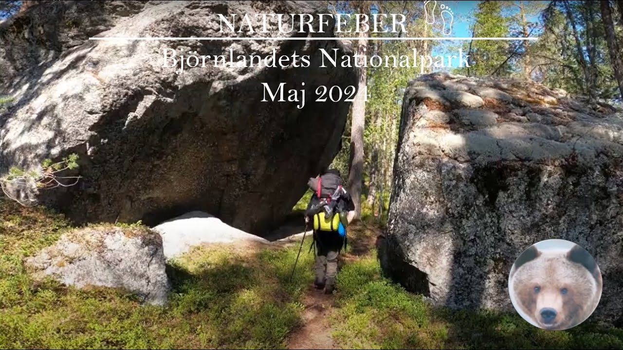 Vandra i Lappland Björnlandets Nationalpark Västerbotten Maj 2024.