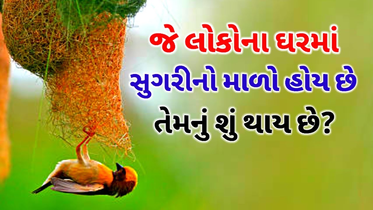 સુગરી ના માળા ને ઘરમાં રાખવાથી ચમત્કારી ફાયદાઓ? | baya weaver bird Nest home Banifites