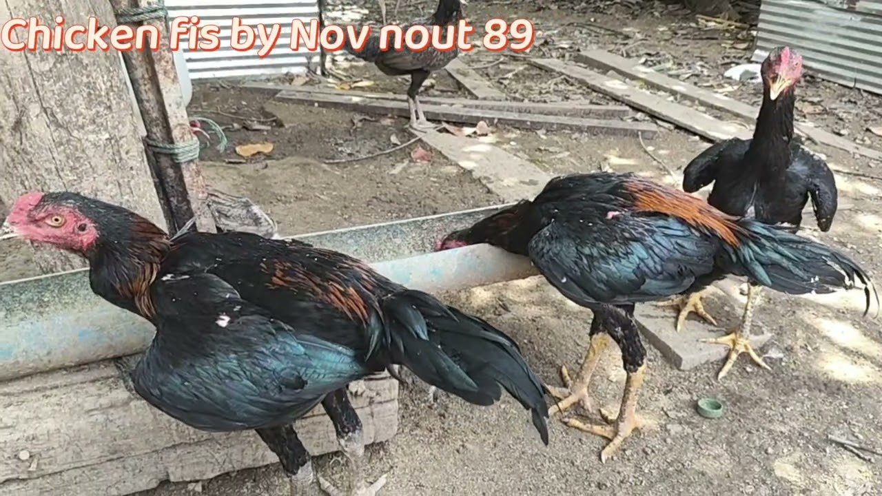 Watch These Chickens Enjoy Their Feast. Chicken fie by Nov nout 89