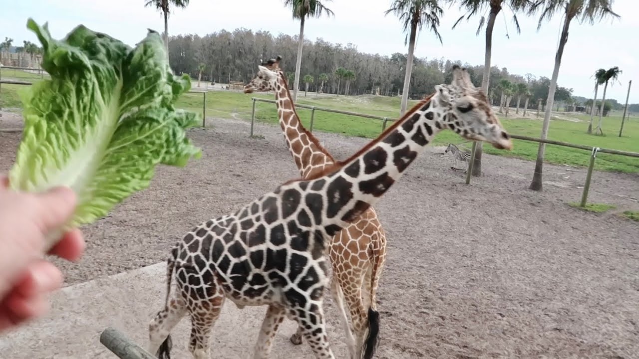 A Full Day At Wild Florida - Airboat Tour & Gator Park In Swamps / Drive Thru Safari Experience