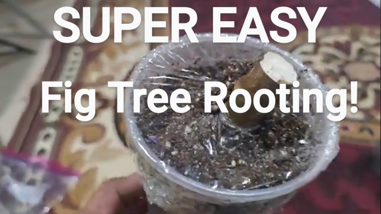 How to root Fig tree Cuttings 