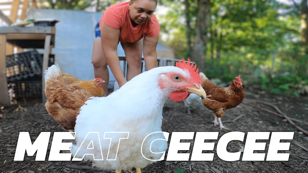 Chickens & Ky &brvbar; Backyard VLOG