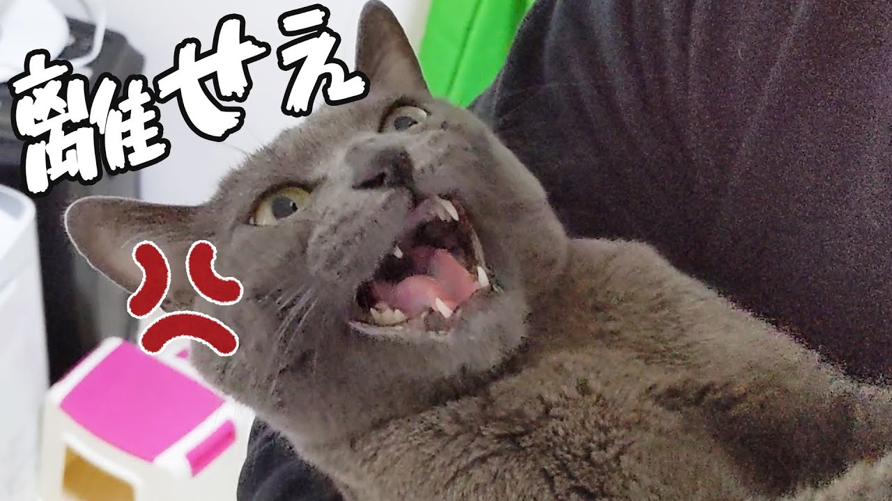 パパに抱っこされてブチギレてしまう猫