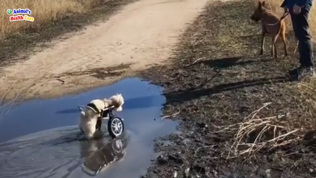 Всю жизнь волоча своё тело на двух лапах, пёс кричал, мечтая снова бежать.