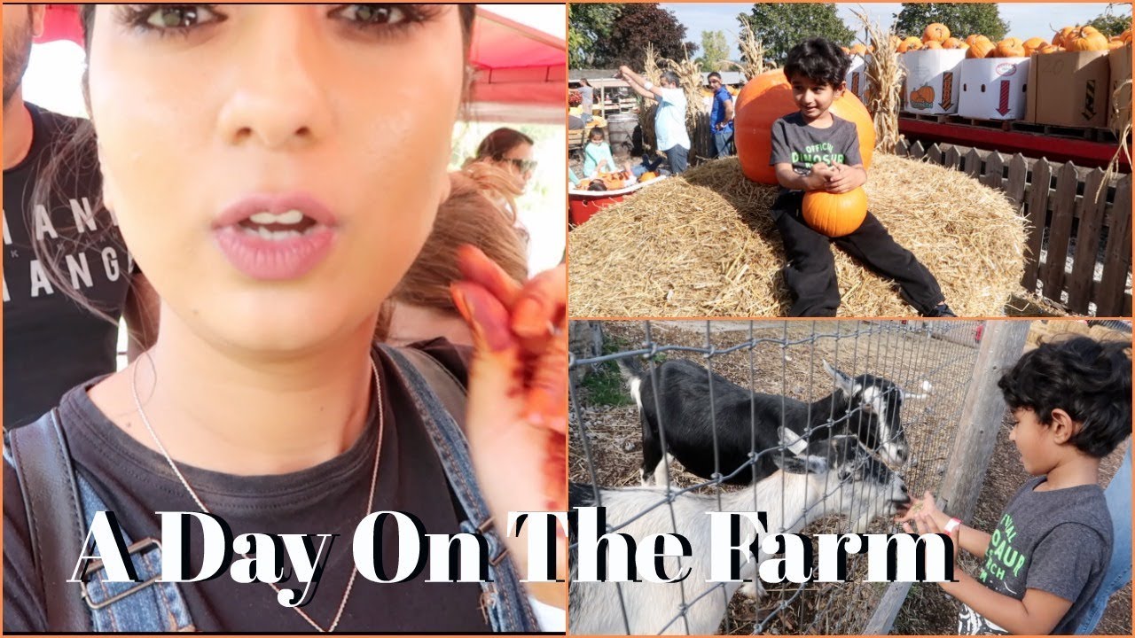 A Day On The Farm || Himmat Had A real fun Feeding them || Browmbeautysimor