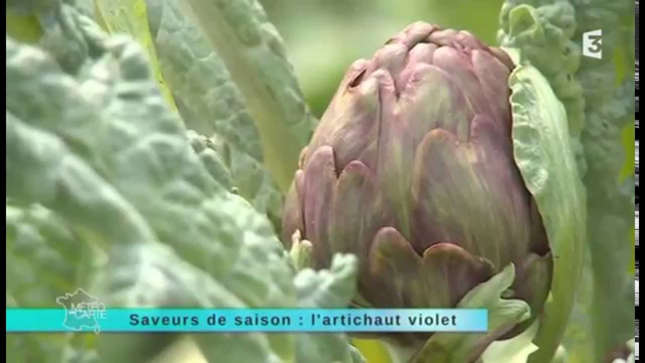 Saveur de saison : l'artichaut violet