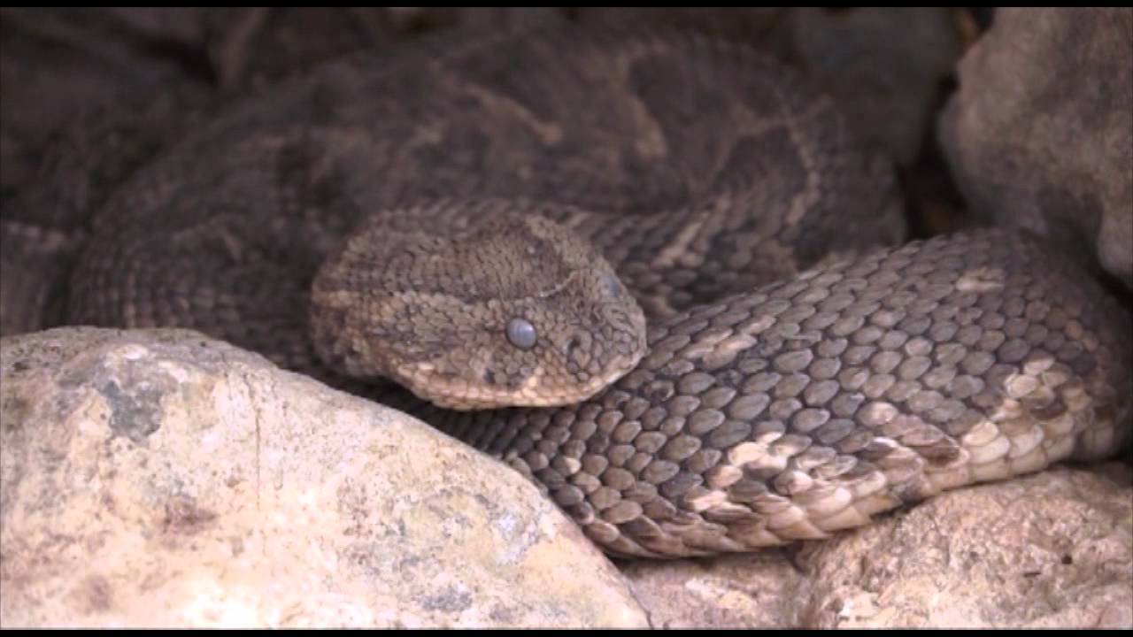Puff Adder