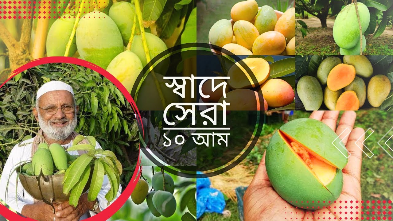 Top 10 MANGOES of Bangladesh 2025 | দেশ সেরা ১০ আম