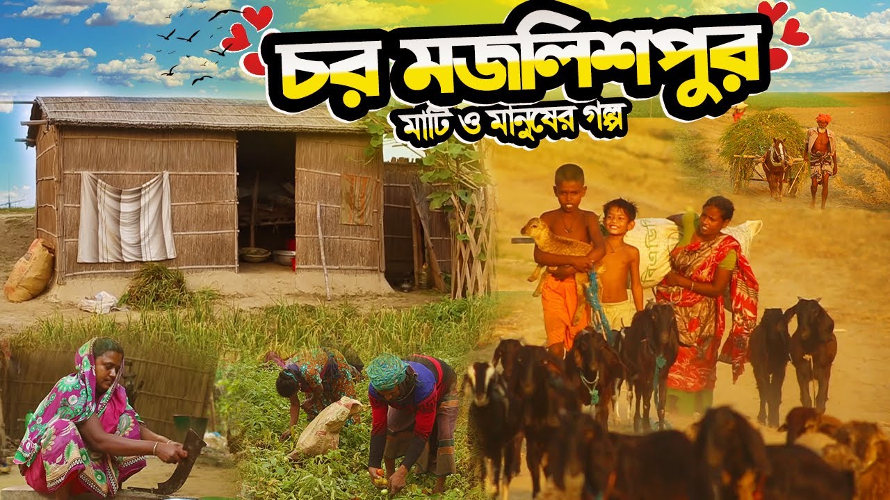 চর মজলিশপুরের সংগ্রামী মানুষের দুঃখ কষ্টের কৃষি জীবন ও বেঁচে থাকার গল্প | Mojlishpur Char | Rajbari