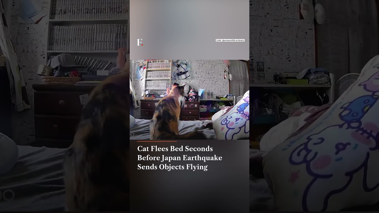 Cat Flees Bed Seconds Before Japan Earthquake Sends Objects Flying | Firstpost News