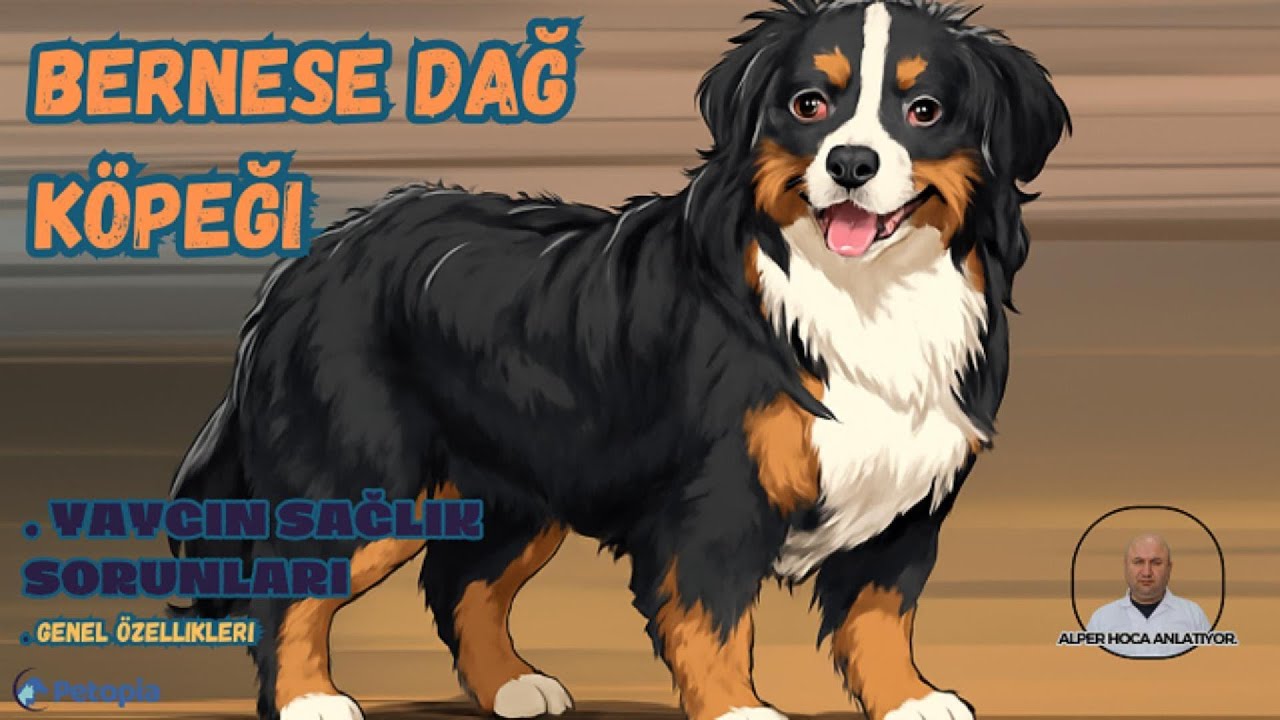 Bernese Dağ Köpeği Irkı Yaygın Sağlık Sorunları