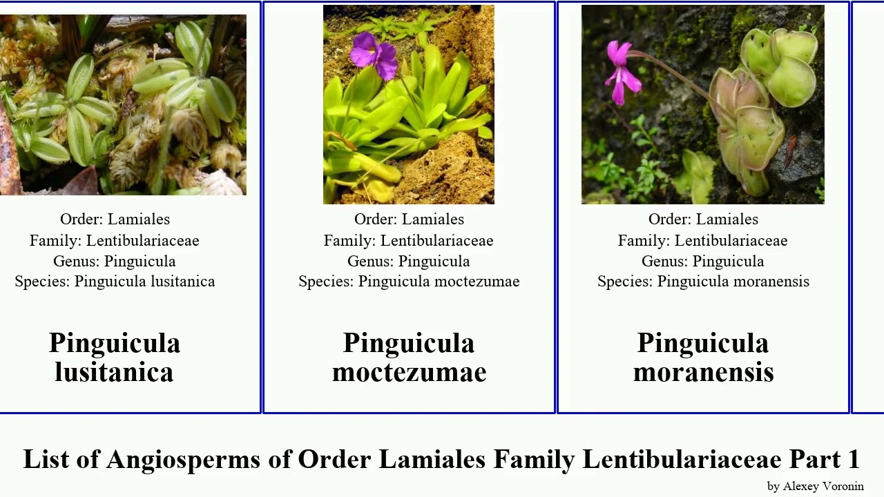 List of Angiosperms of Order Lamiales Family Lentibulariaceae Part 1 pinguicula bladderwort little